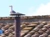Seagull